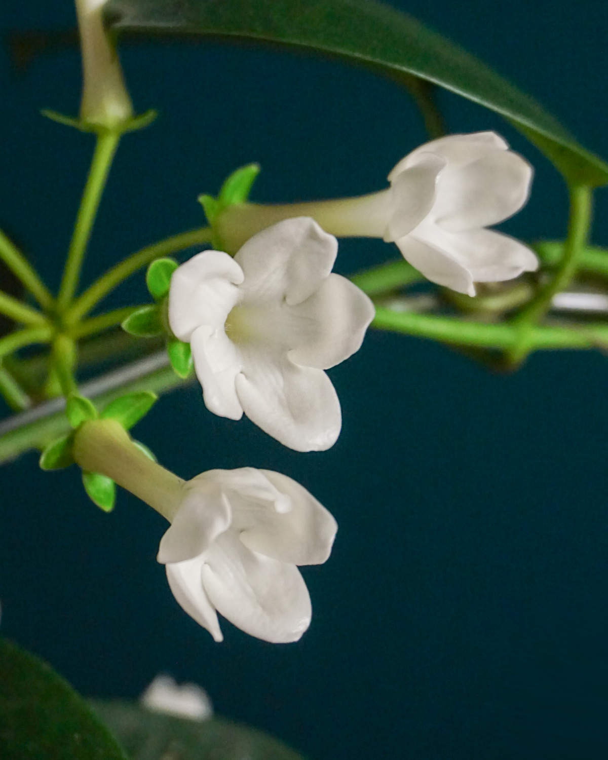 Madagaskaras jasmīns | Stephanotis floribunda |