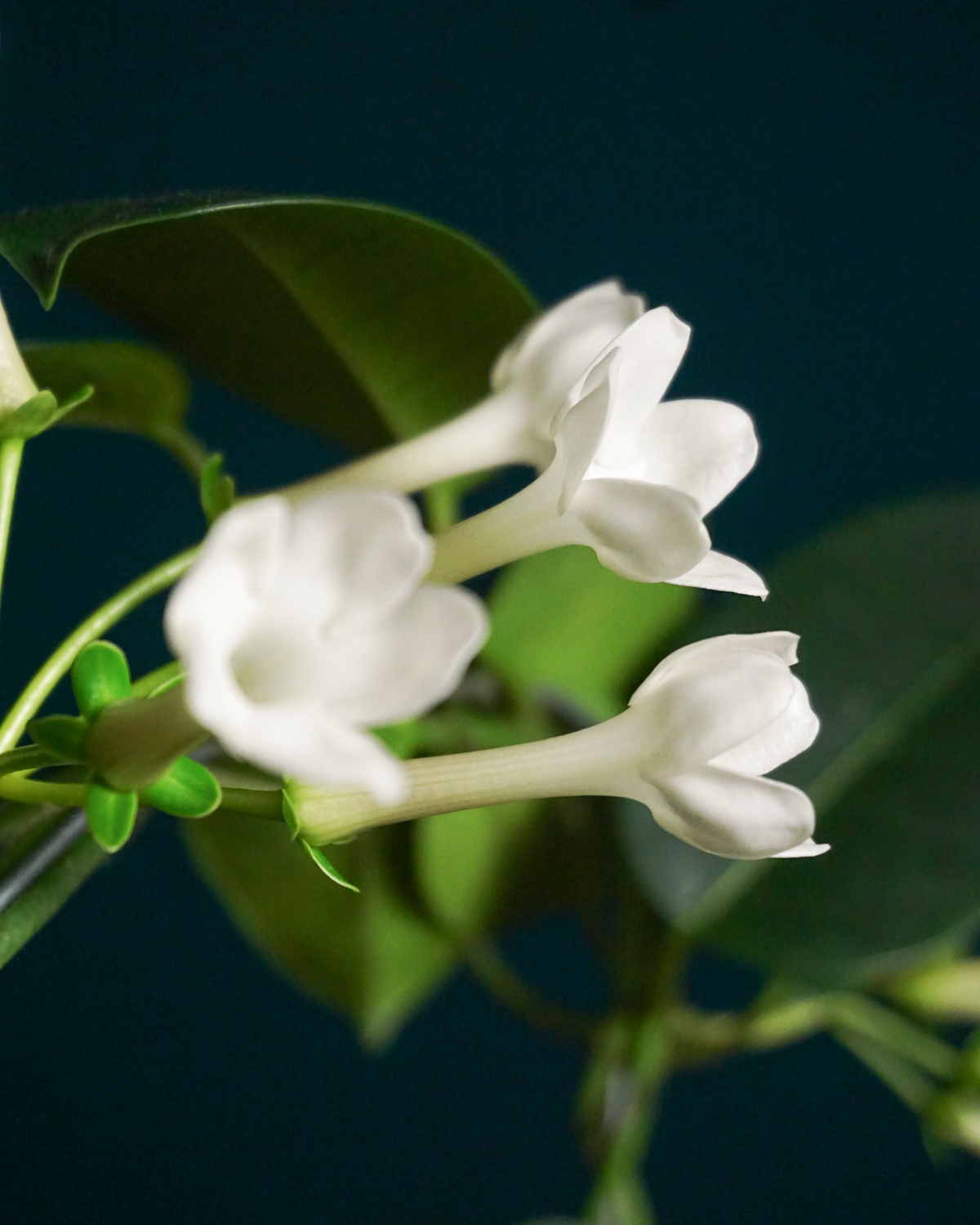 Madagaskaras jasmīns | Stephanotis floribunda |
