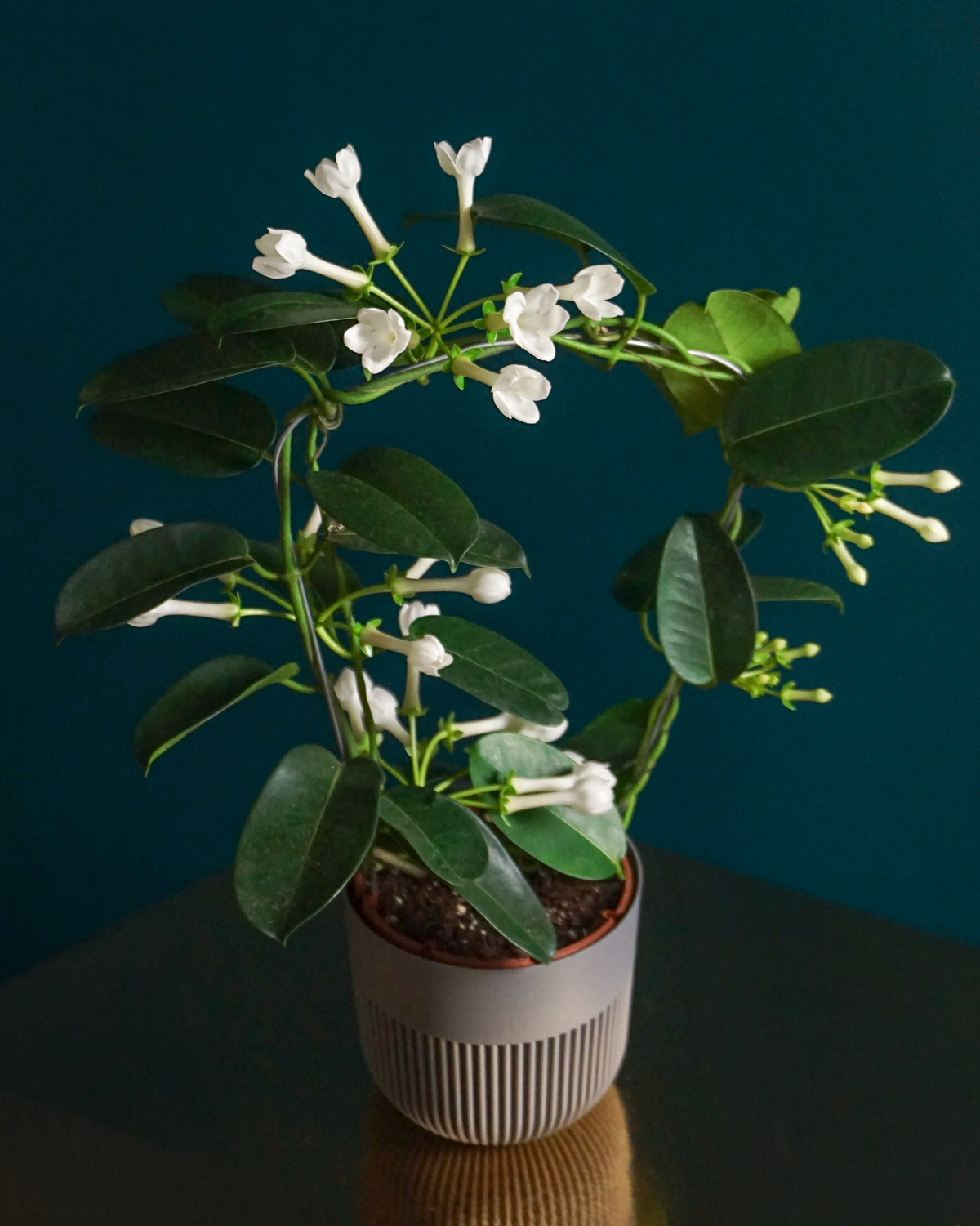 Madagaskaras jasmīns | Stephanotis floribunda |