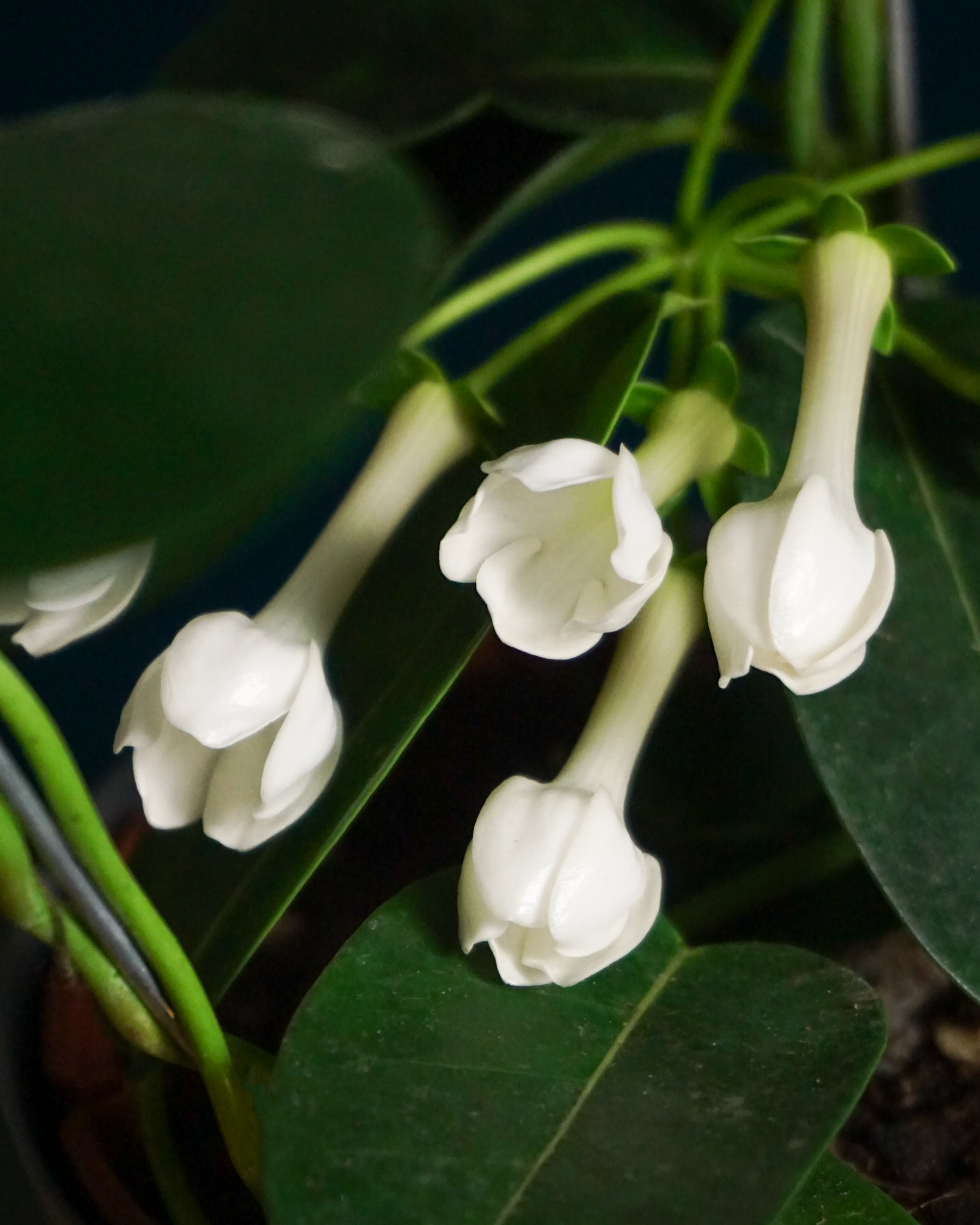 Madagaskaras jasmīns | Stephanotis floribunda |