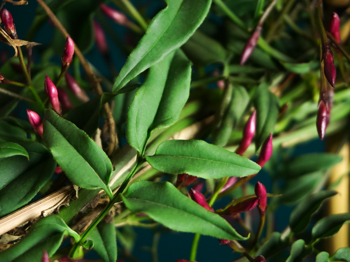 Jasmine "Passion Pink" | Jasminum Polyanthum |
