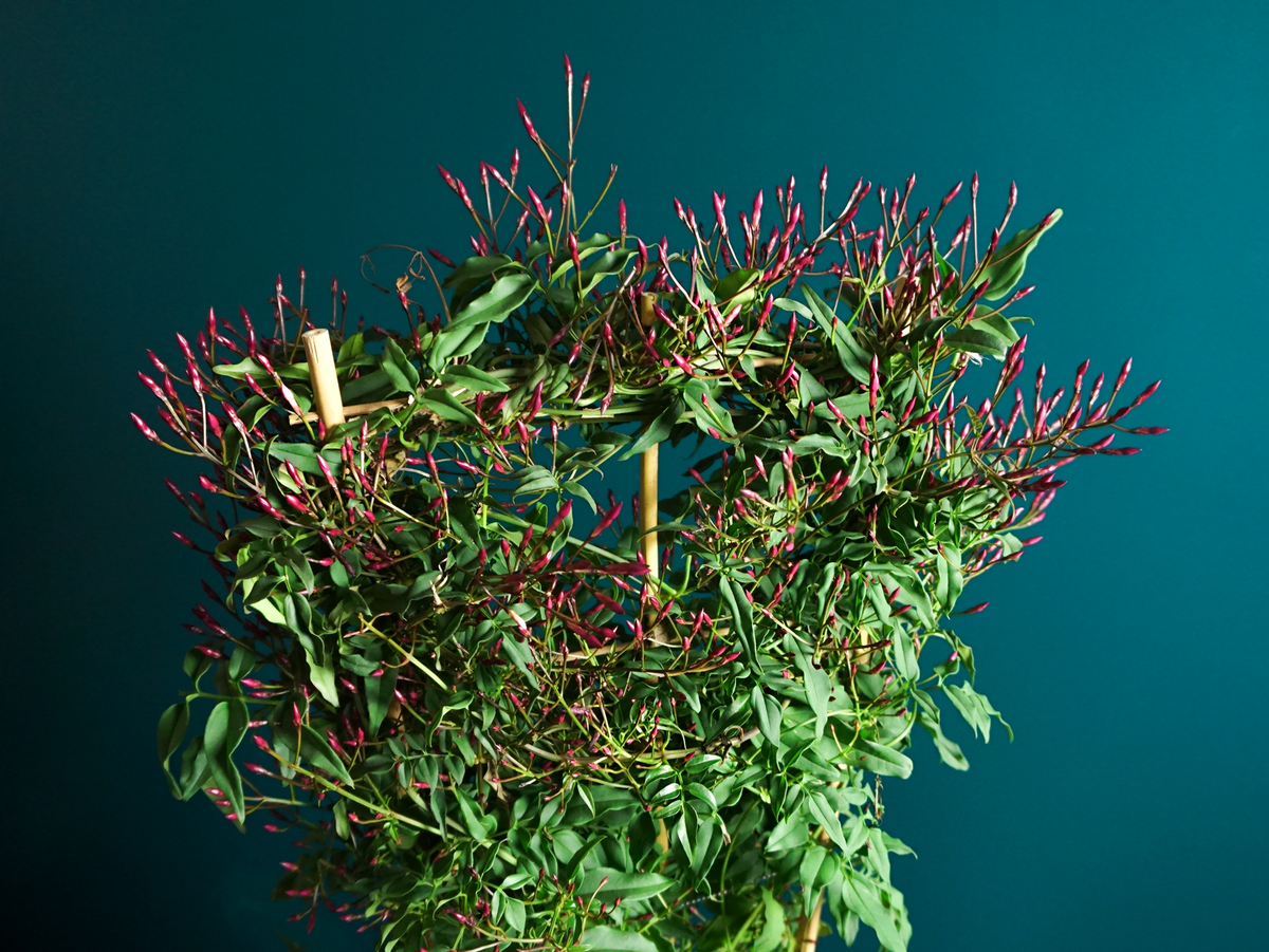 Jasmine "Passion Pink" | Jasminum Polyanthum |