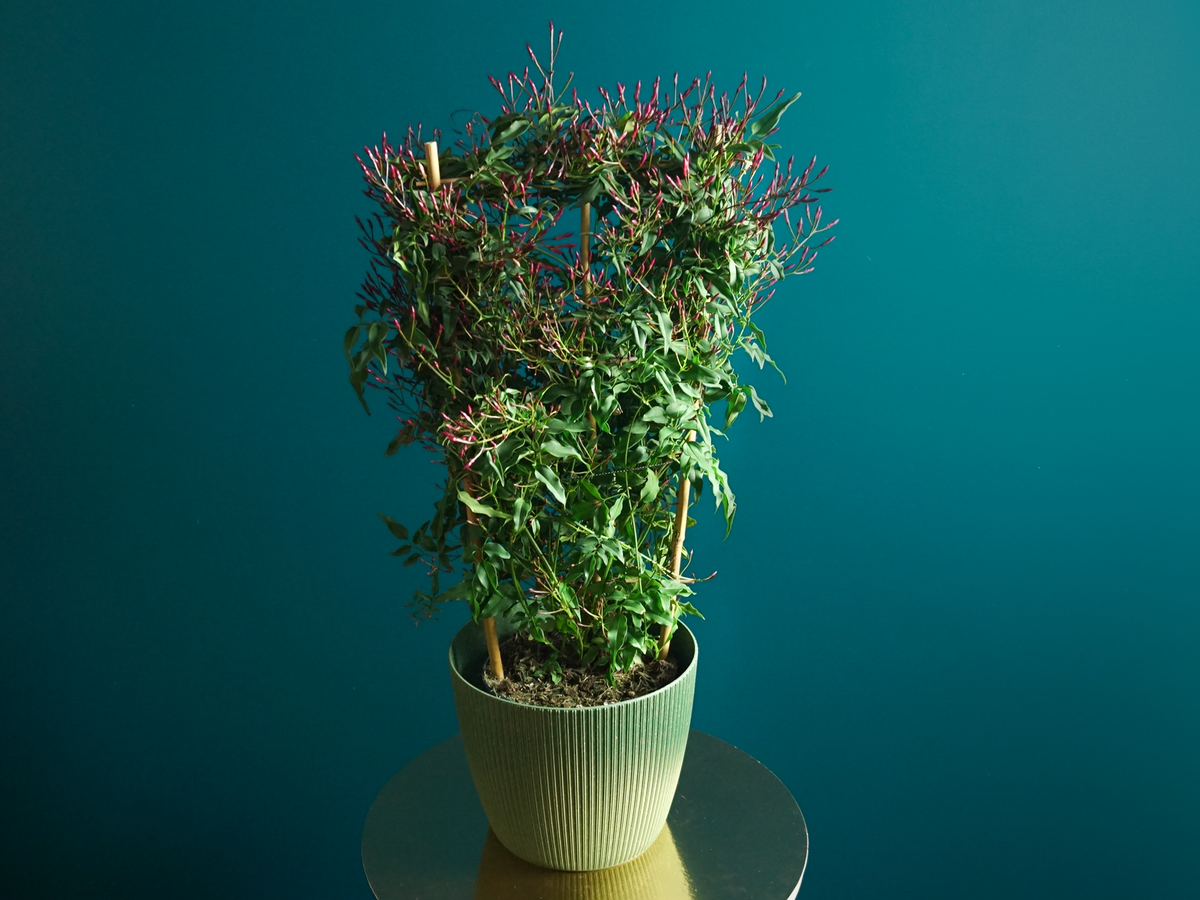 Jasmine "Passion Pink" | Jasminum Polyanthum |