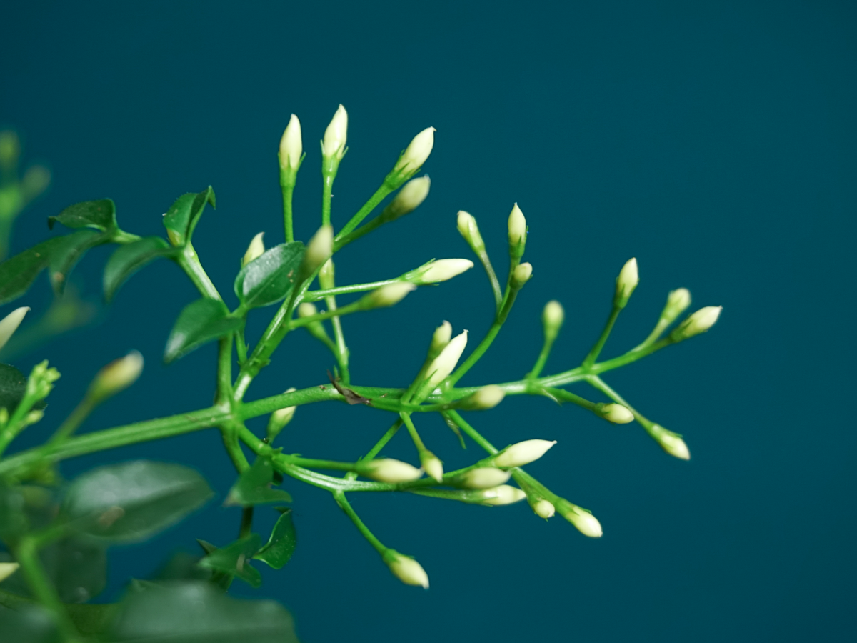 Jasmine | Jasminum Polyanthum |