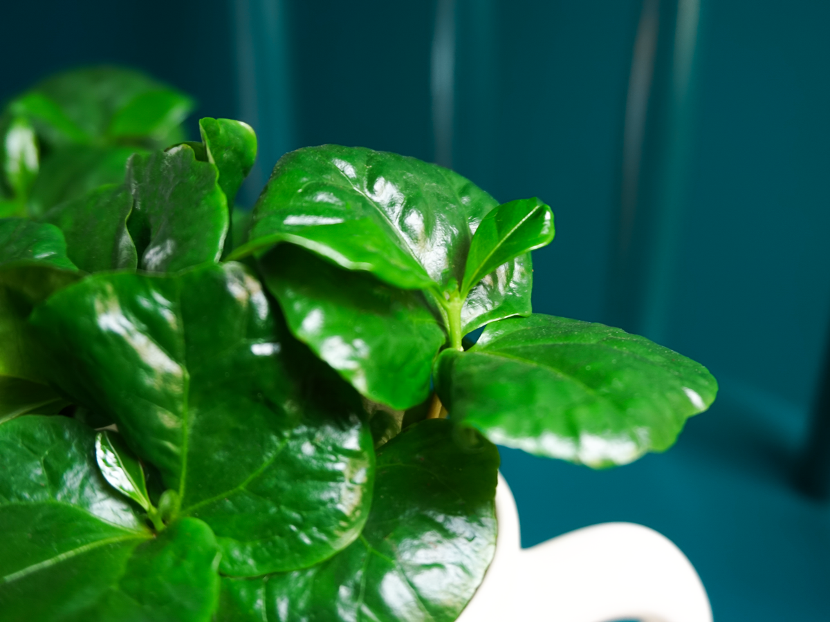 Kafijas kociņš | Coffea arabica |