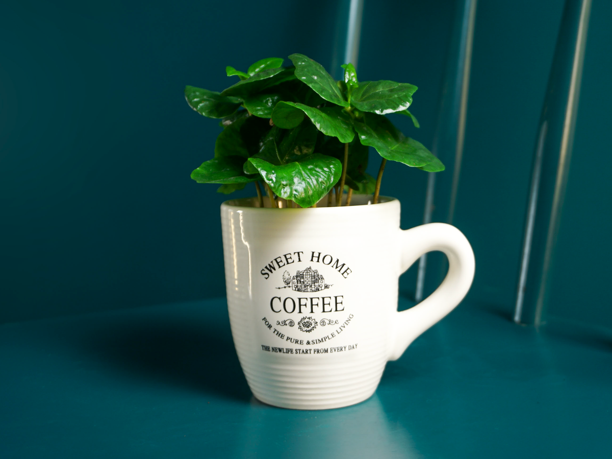 Kafijas kociņš | Coffea mocca |