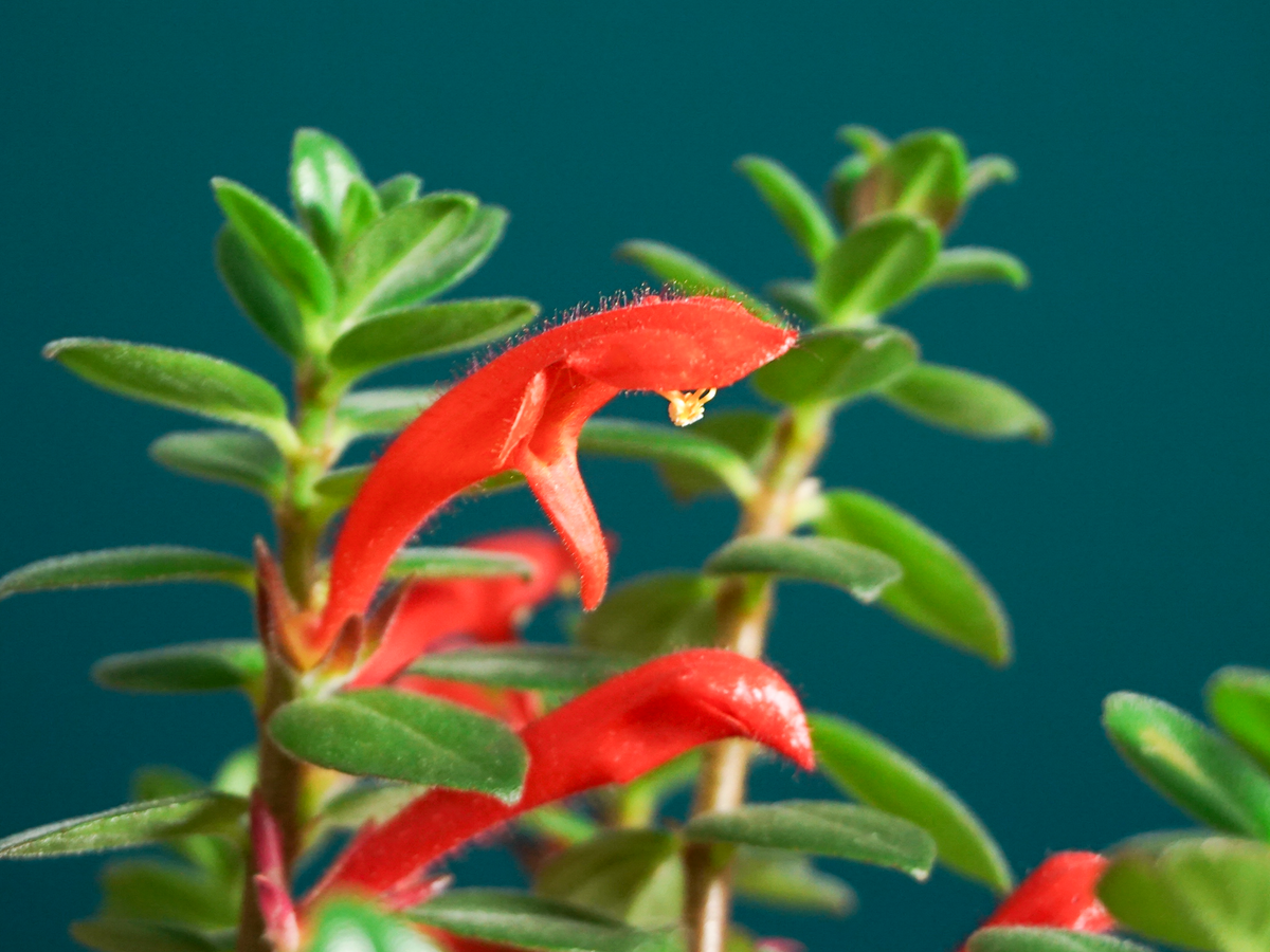 Kolumneja | Columnea Krakatau |