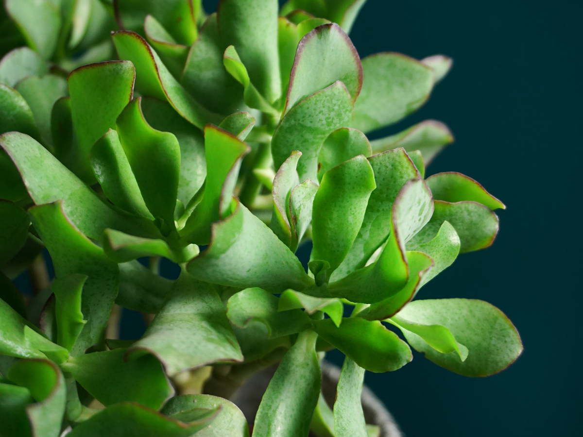 Naudas koks | Crassula ovata |