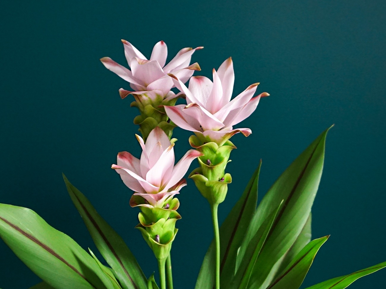 Turmeric | Curcuma |