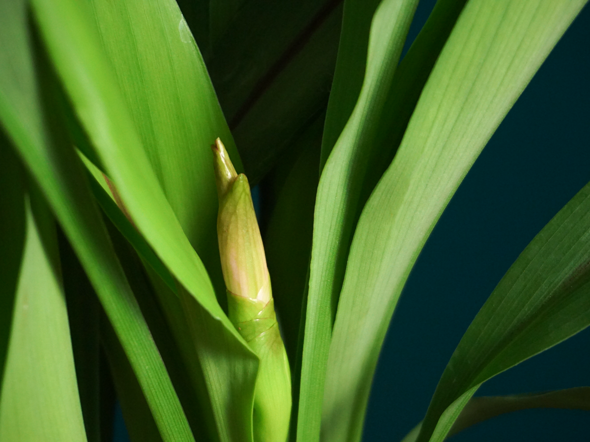 Turmeric | Curcuma |