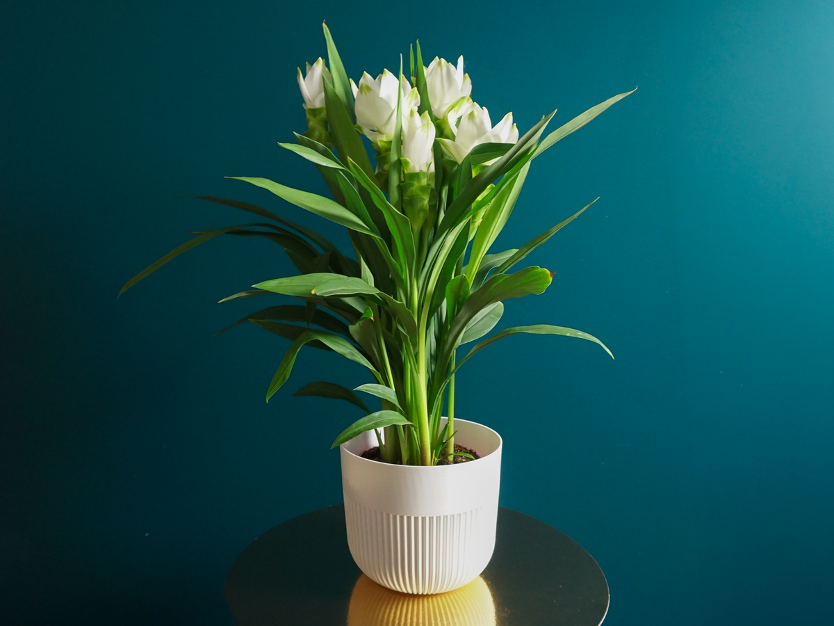 Kurkuma | Curcuma |
