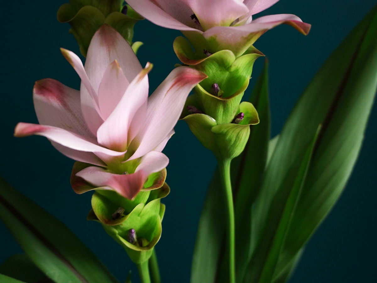 Turmeric | Curcuma |