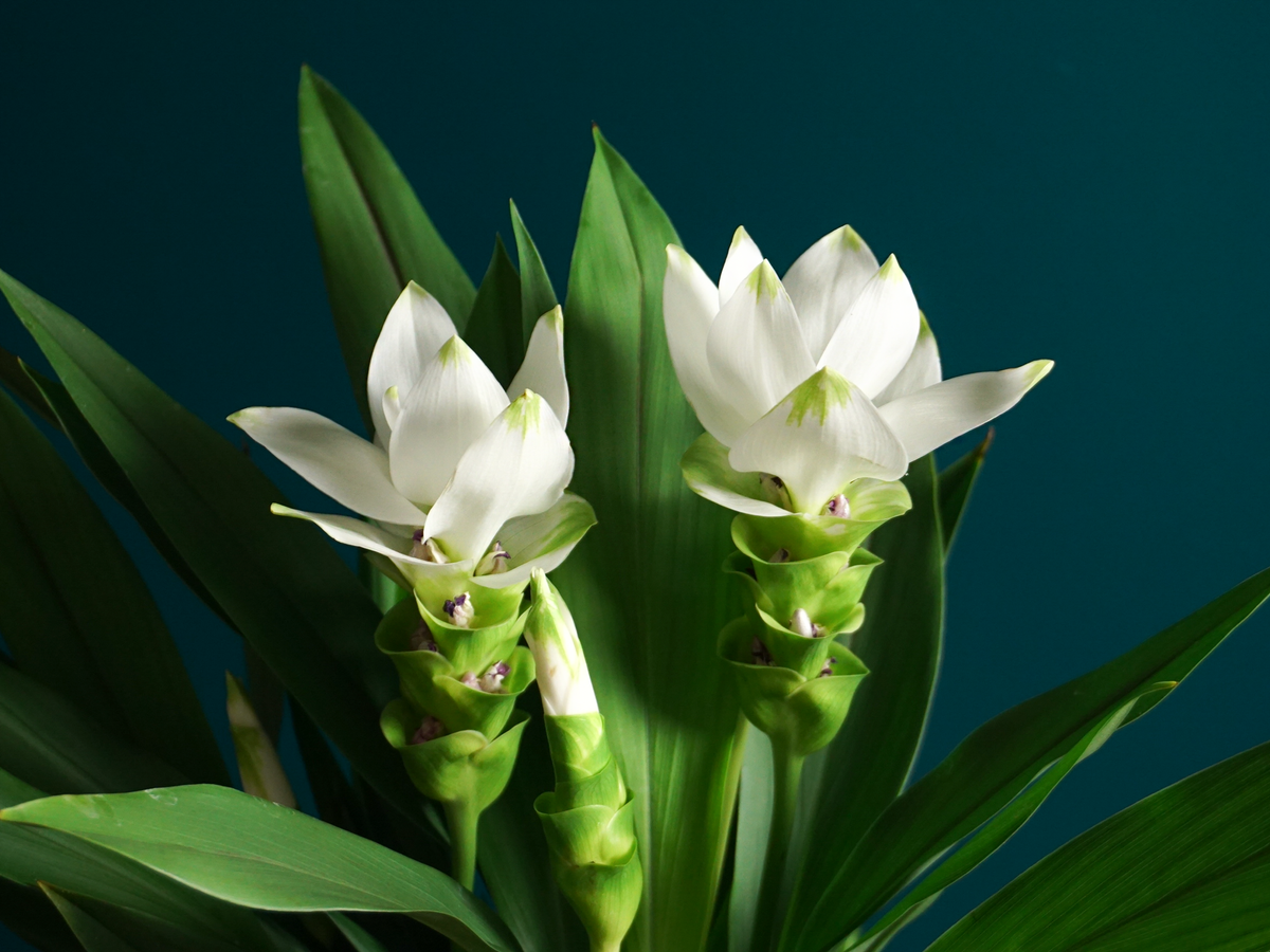 Kurkuma | Curcuma |