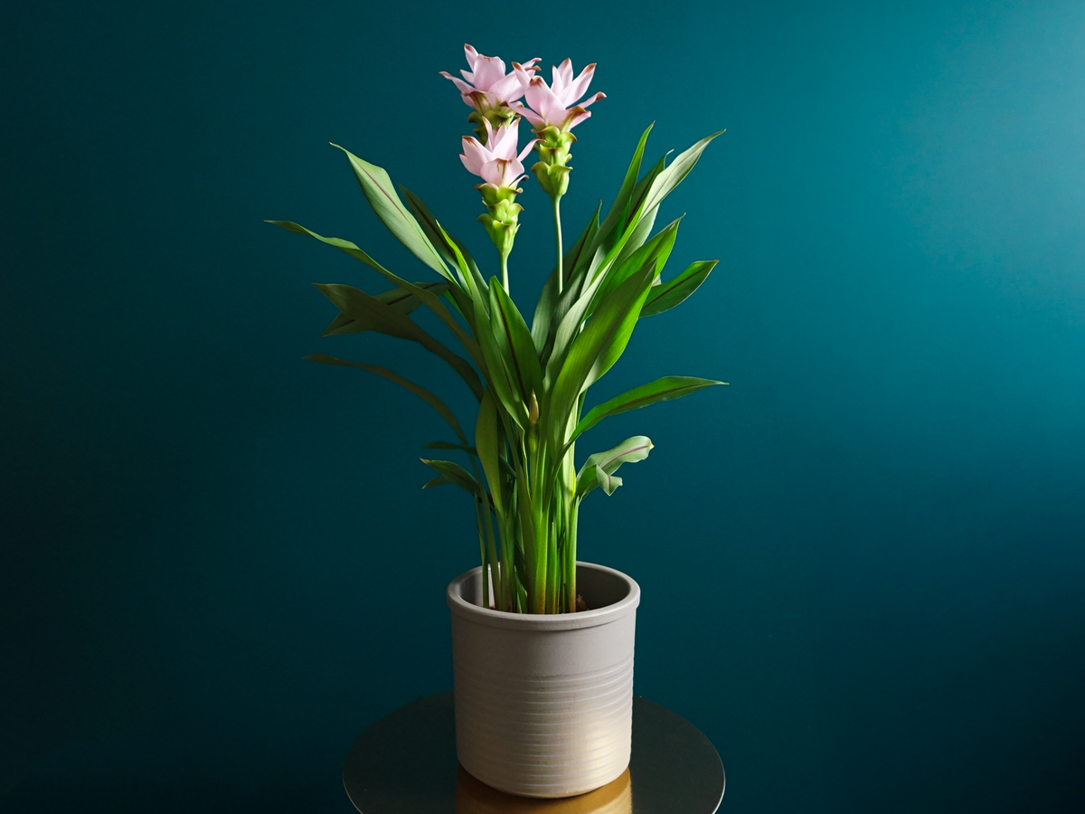 Turmeric | Curcuma |