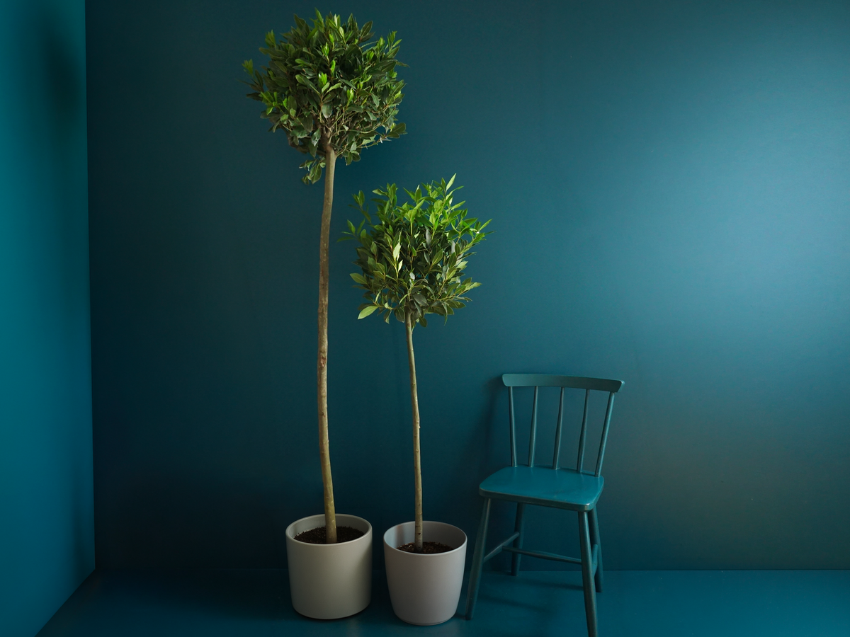Lauru koks | Laurus nobilis |