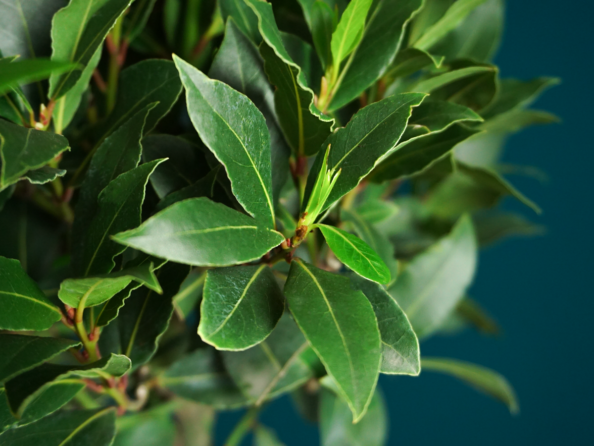 Lauru koks | Laurus nobilis |