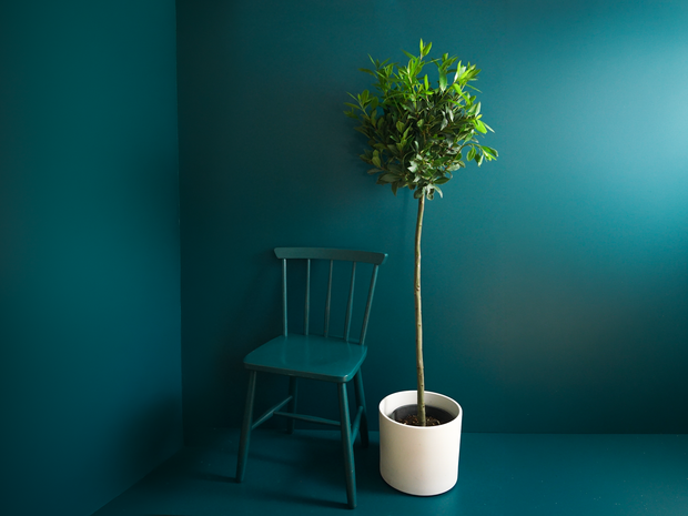 Lauru koks | Laurus nobilis |