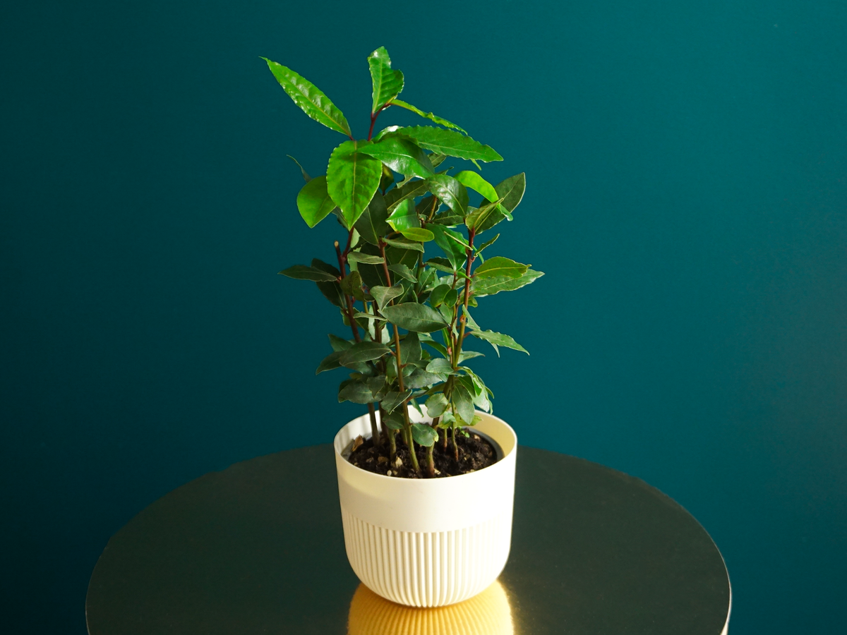 Lauru krūms  | Laurus nobilis |