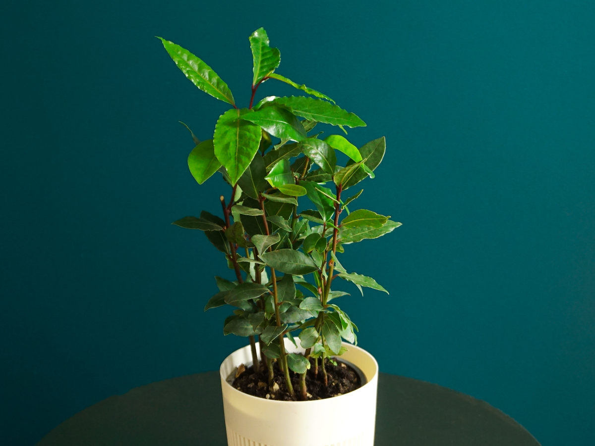 Lauru krūms  | Laurus nobilis |