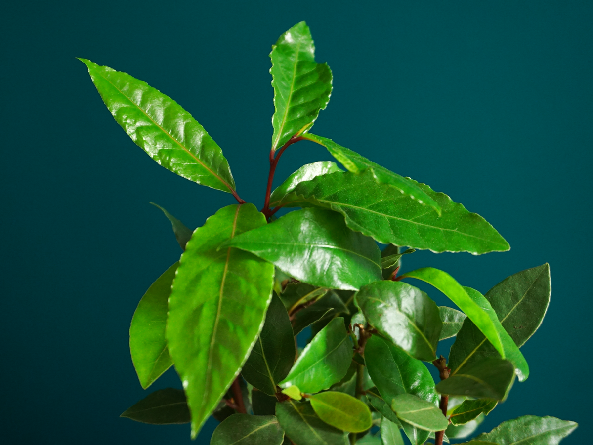 Lauru krūms  | Laurus nobilis |