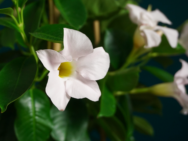 Mandevilla | Mandevilla |