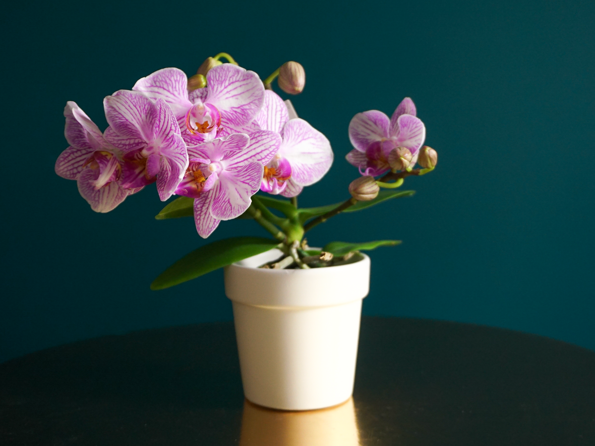 Orhideja | Phalaenopsis mini |