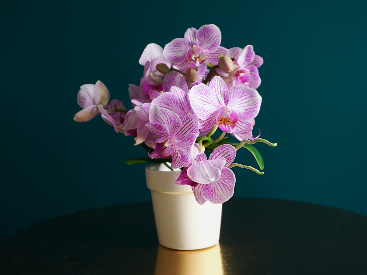 Orhideja | Phalaenopsis mini |