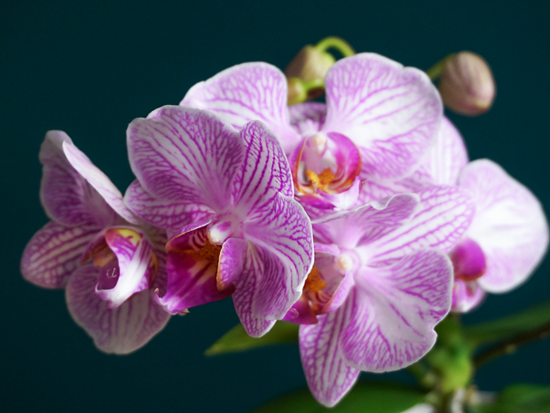 Orhideja | Phalaenopsis mini |