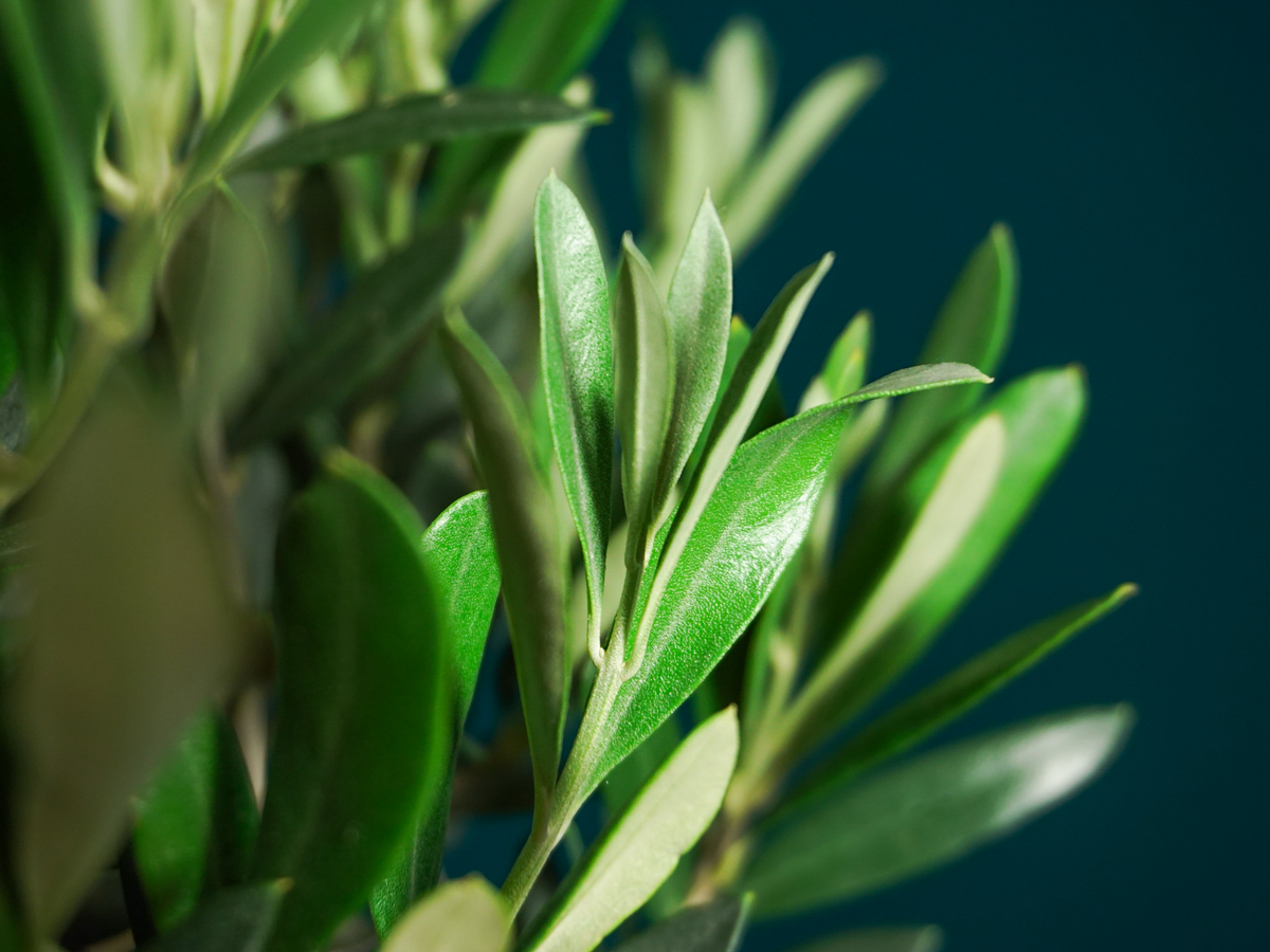 Olive tree Olea europaea