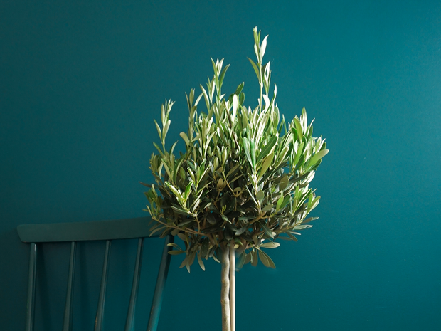 Olīvkoks | Olea europaea |