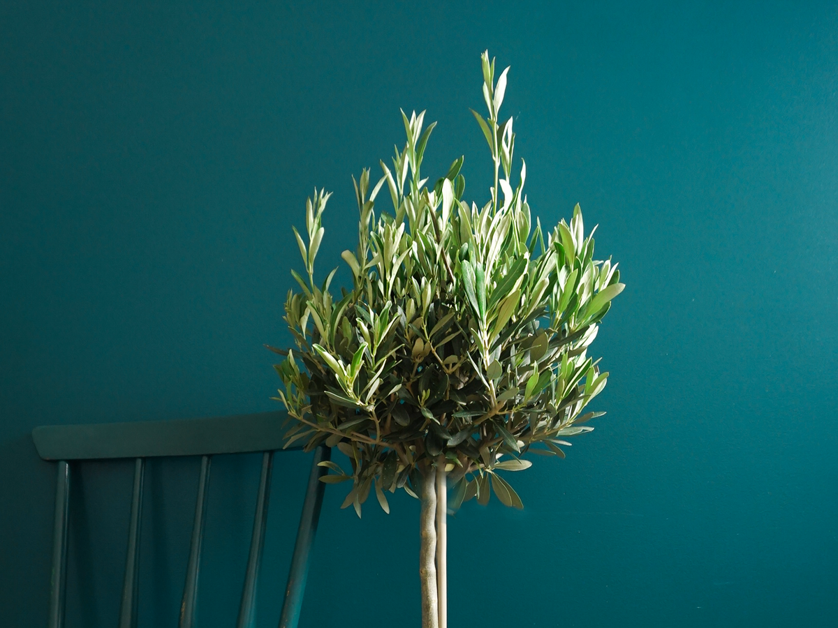 Olive tree Olea europaea