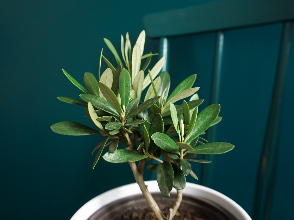 Olive tree Olea europaea