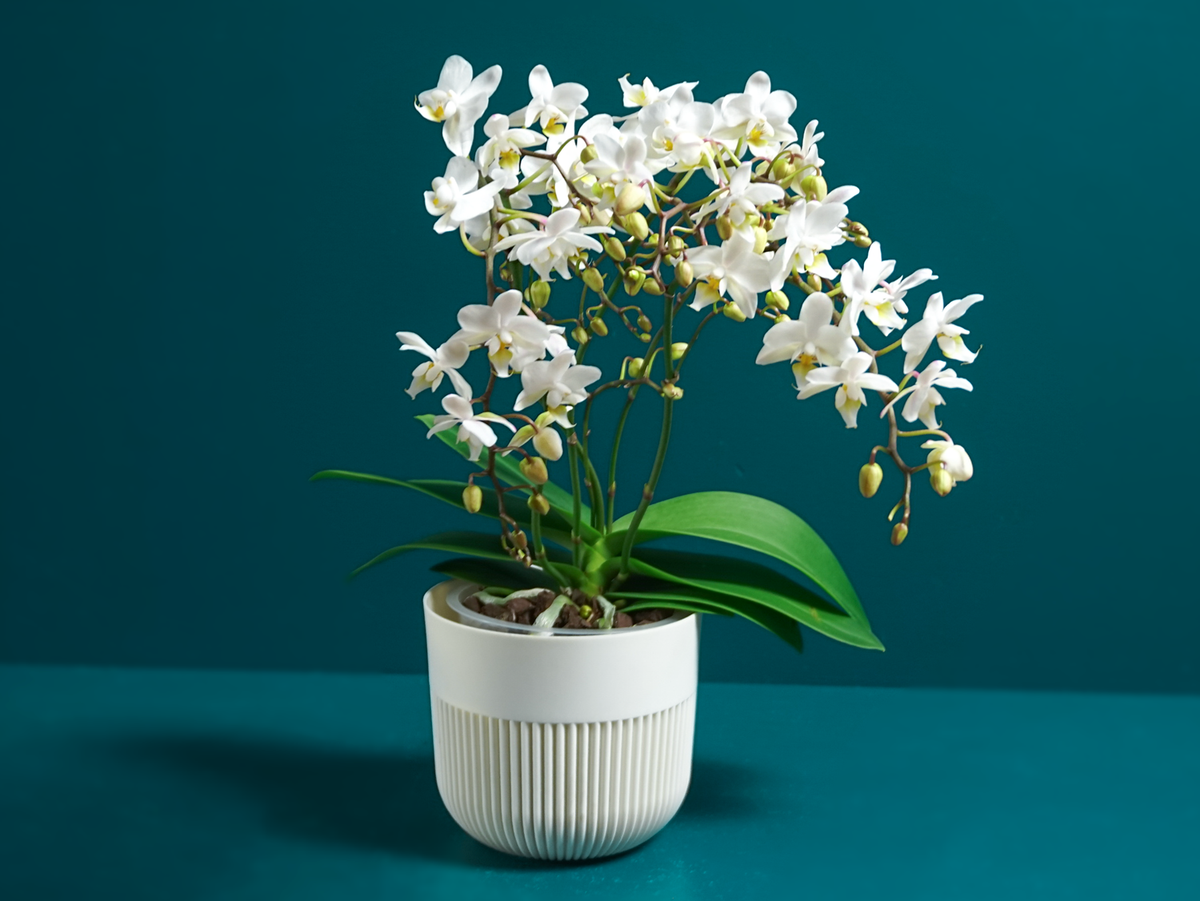 Orchid | Phalaenopsis multiflora |