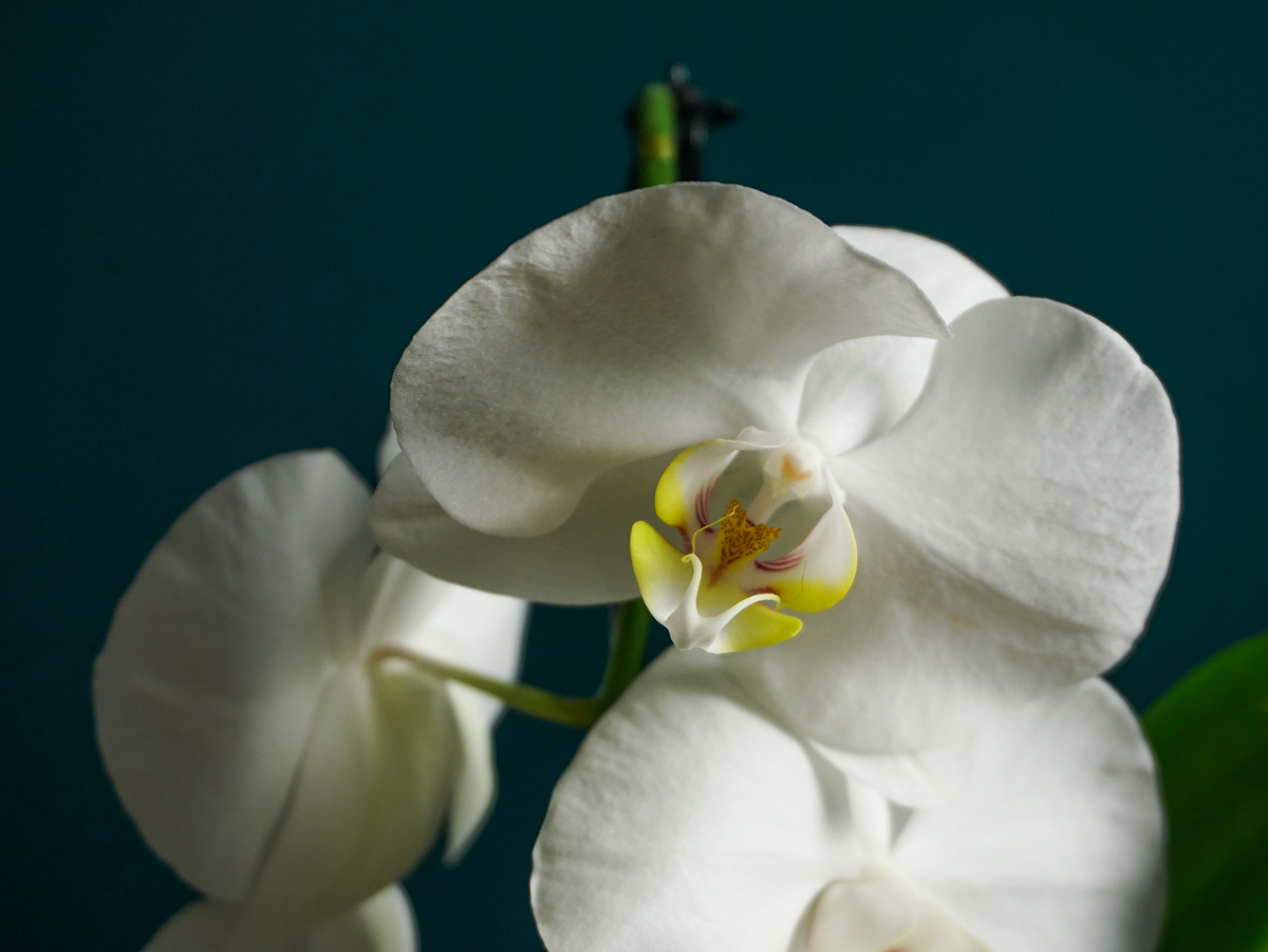 Orhideja | Phalaenopsis |