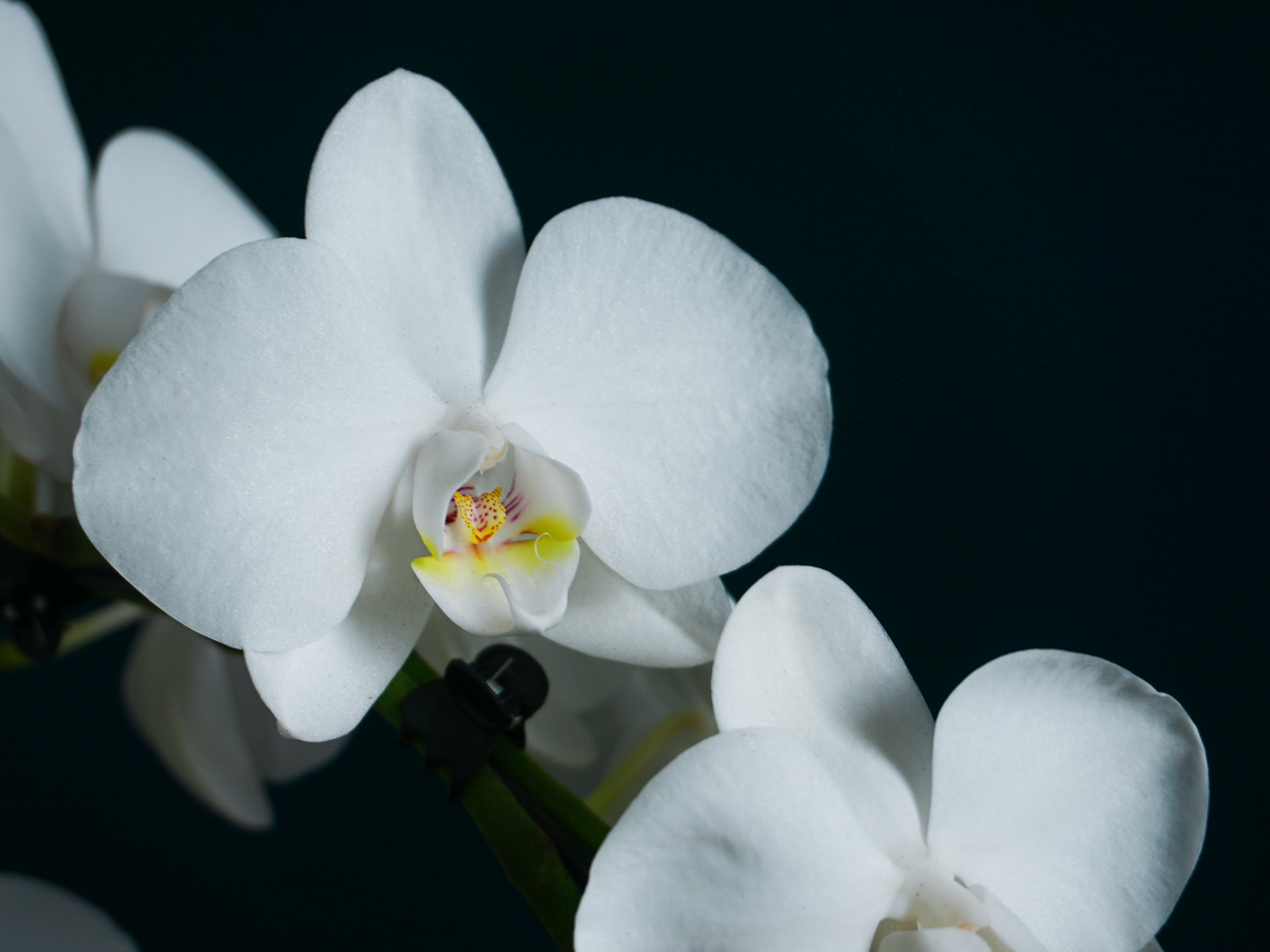 Orhideja | Phalaenopsis |