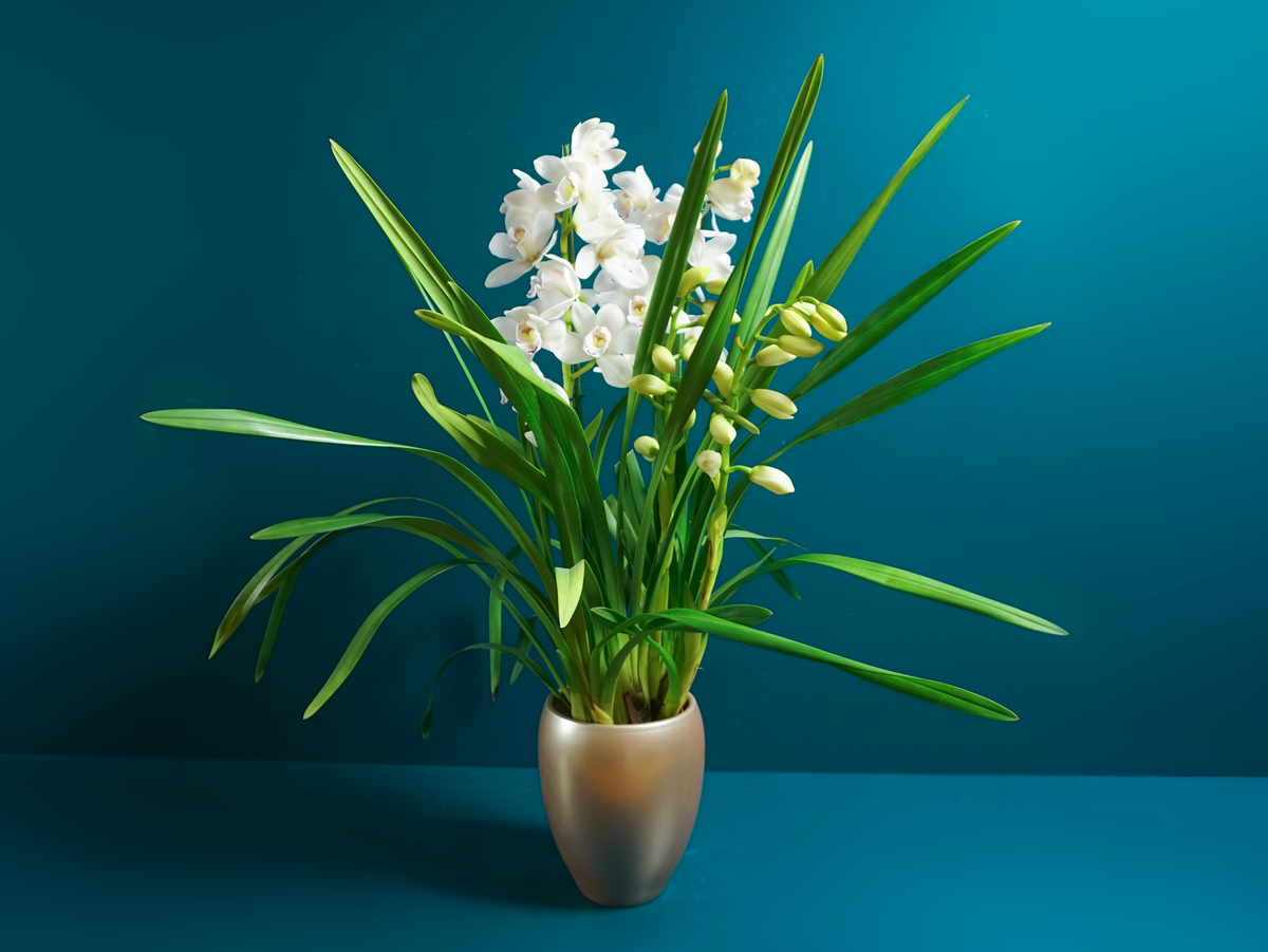Orchid | Cymbidium | M |