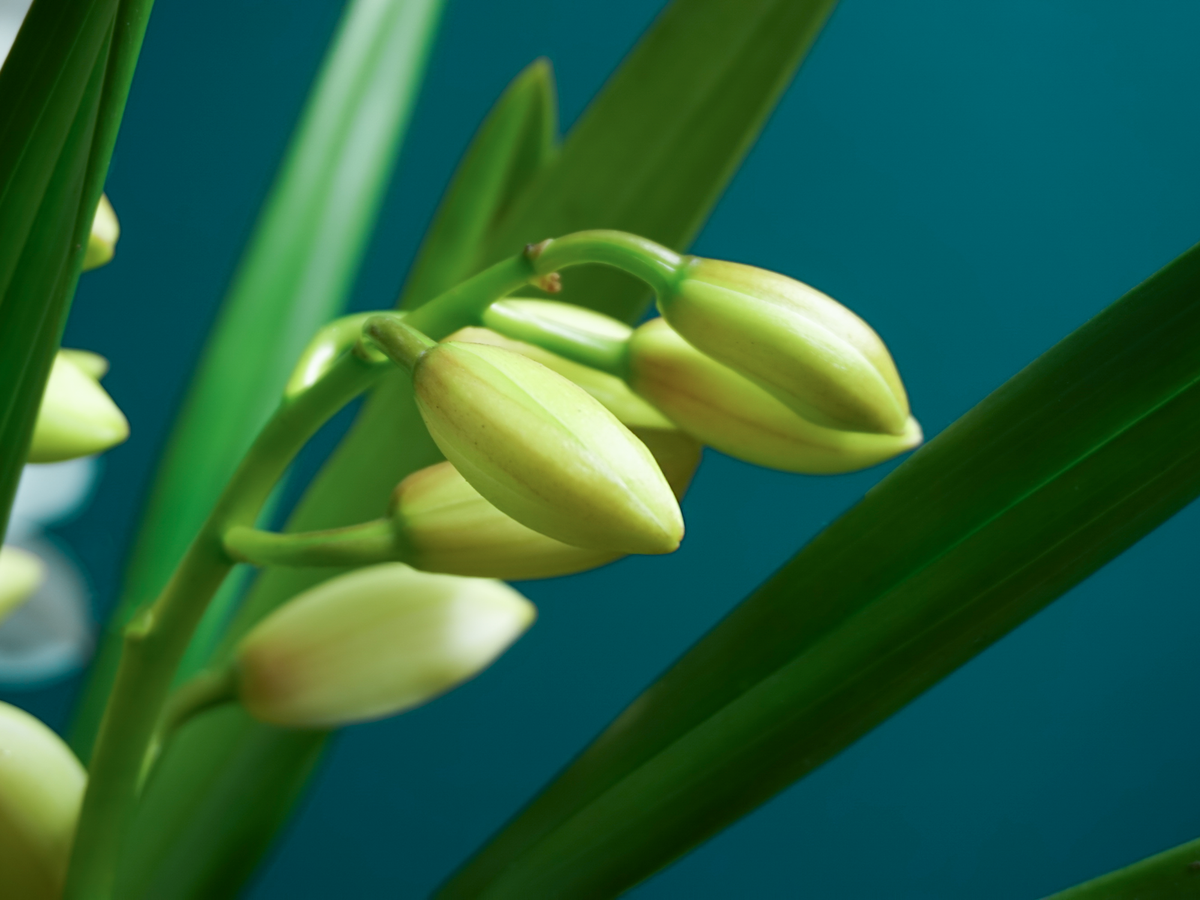 Orchid | Cymbidium | M |