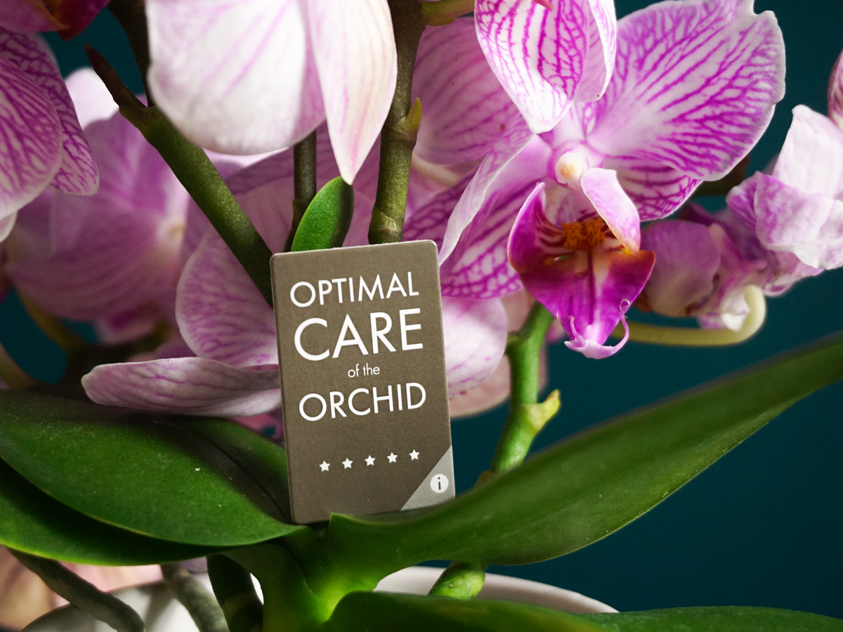Orhideja | Phalaenopsis mini |