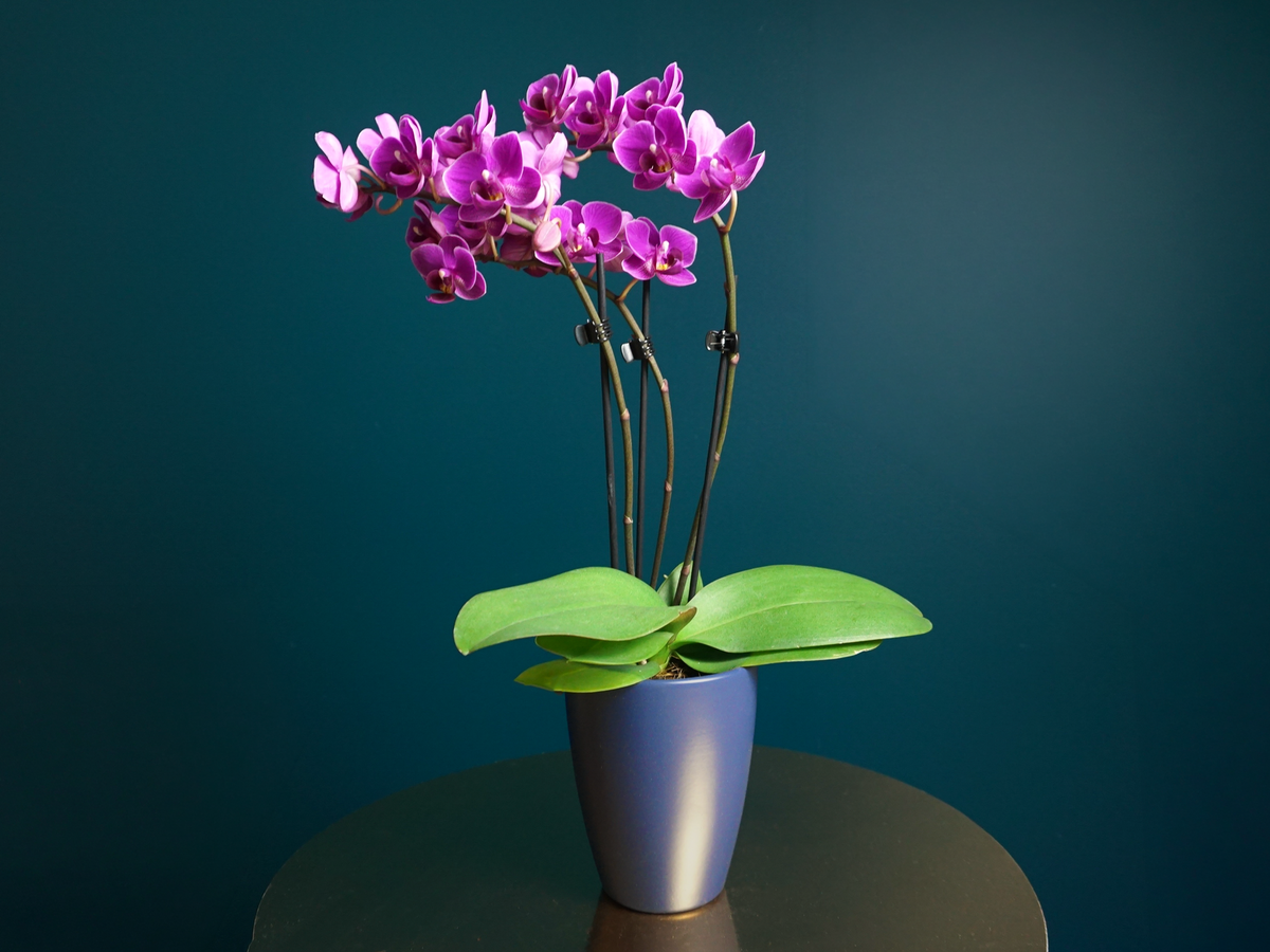 Orhideja | Phalaenopsis mini |