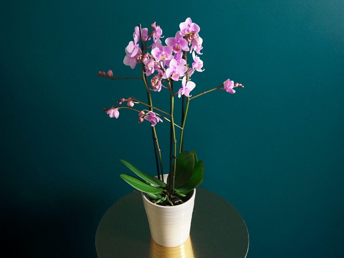Orhideja | Phalaenopsis multiflora |