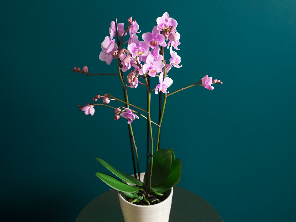 Orhideja | Phalaenopsis multiflora |