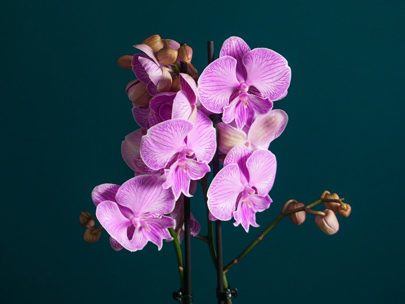 Orchids Phalaenopsis