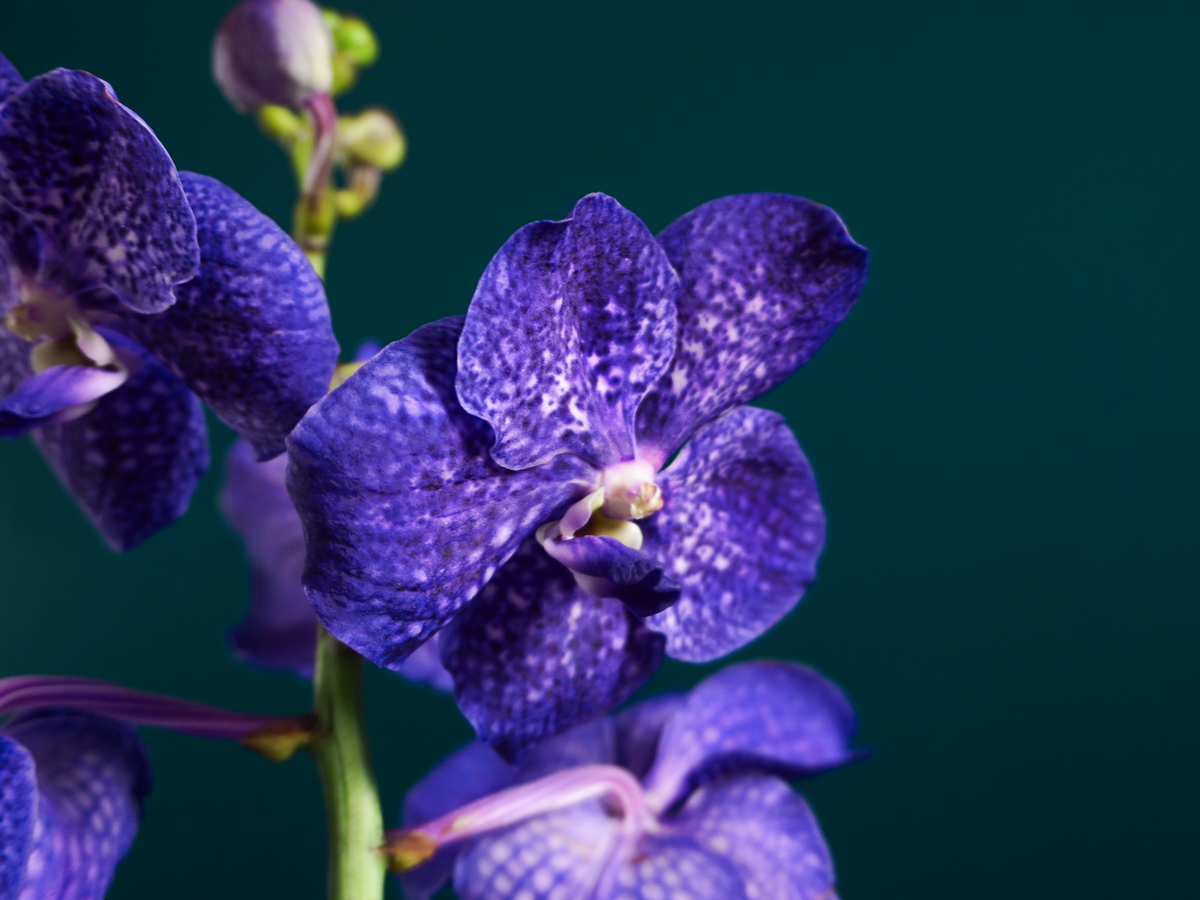 Orhideja | Vanda |