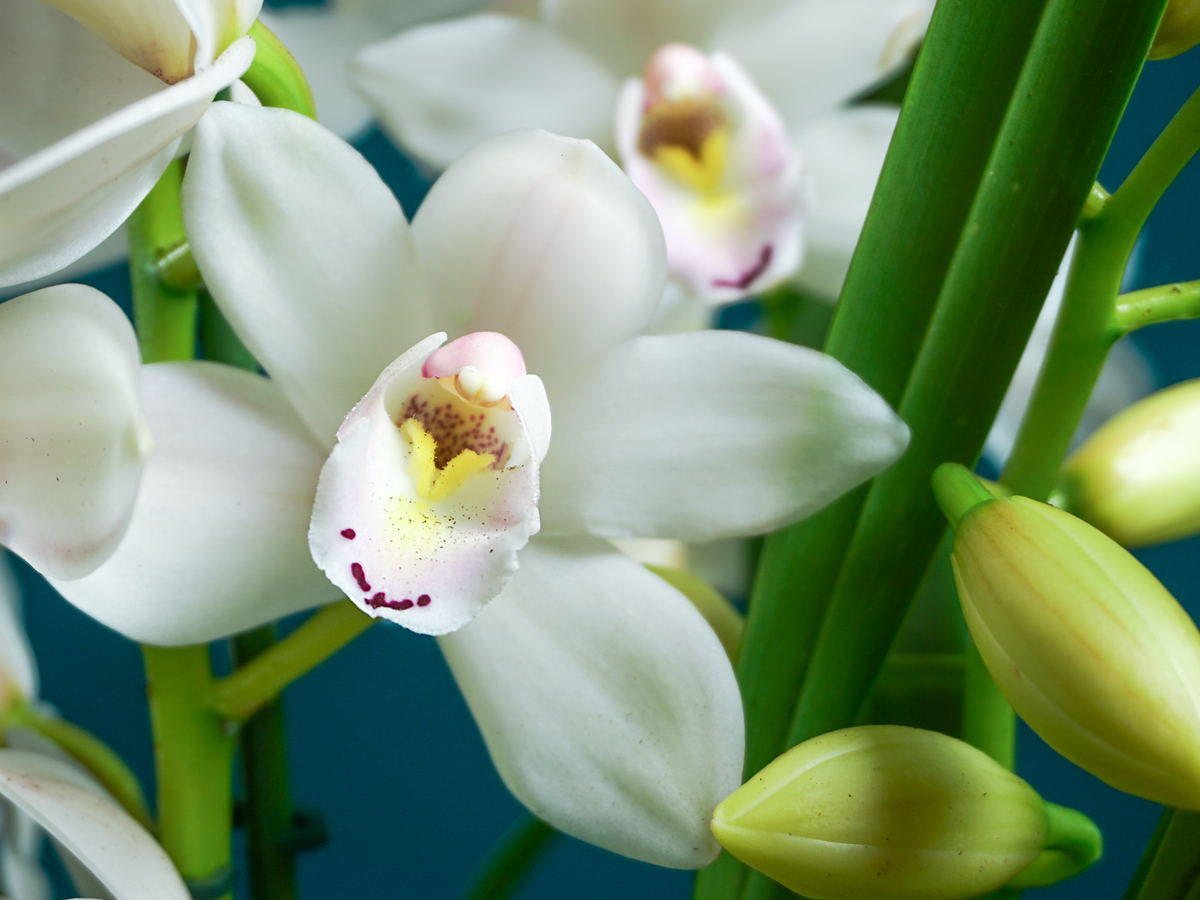Orchid | Cymbidium | M |
