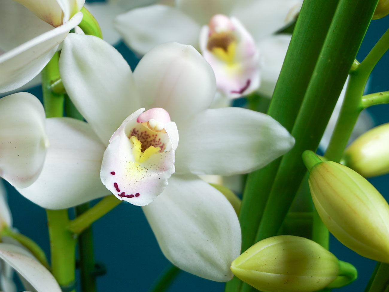 Orhideja | Cymbidium | M |