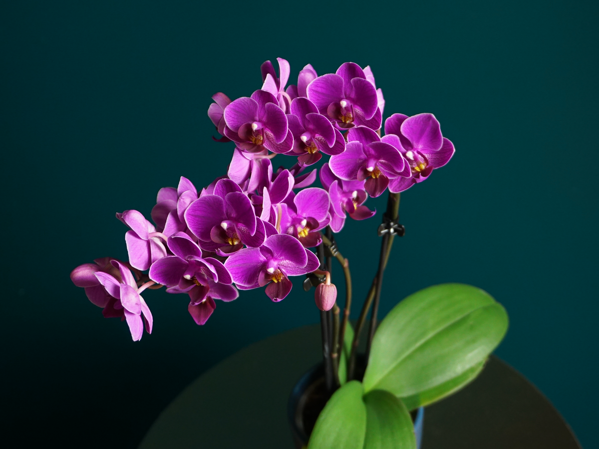 Orhideja | Phalaenopsis mini |