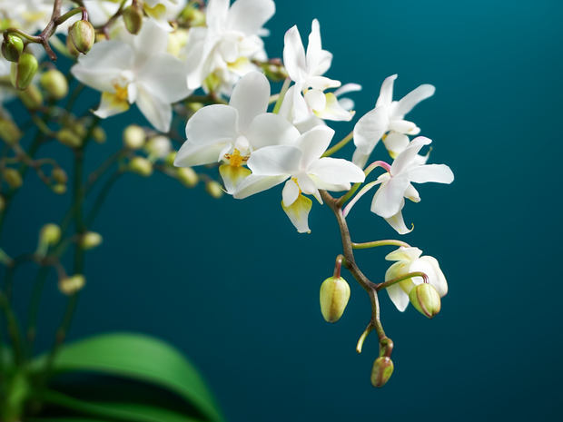 Orhideja | Phalaenopsis multiflora |