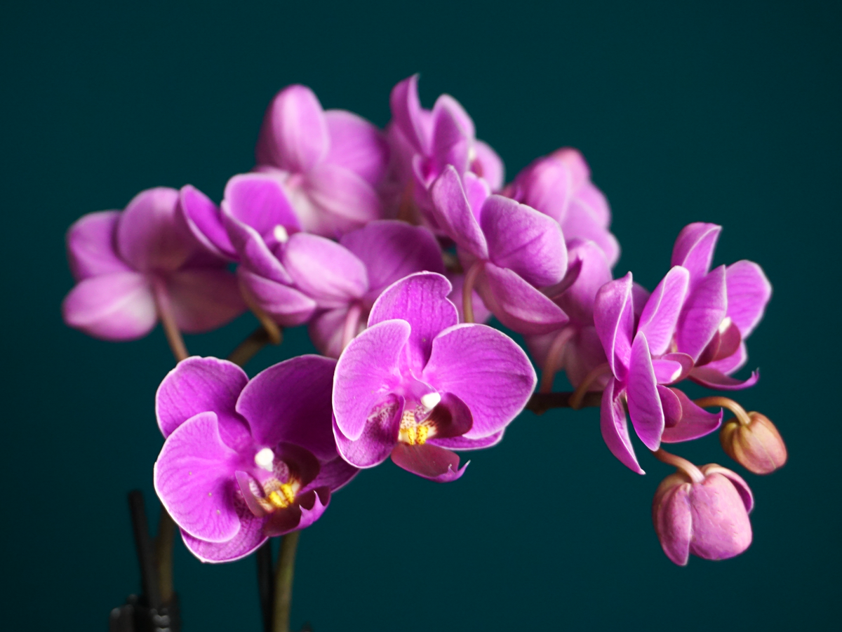 Orhideja | Phalaenopsis mini |