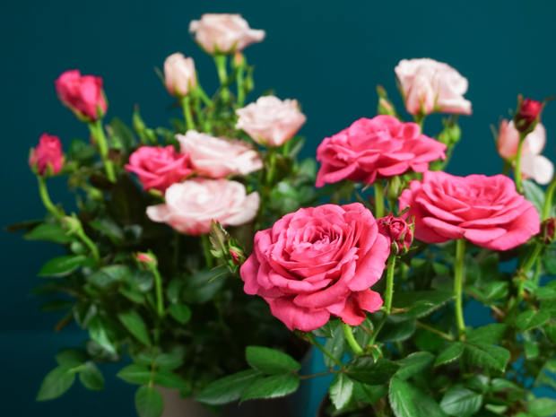 Roze | Rosa |