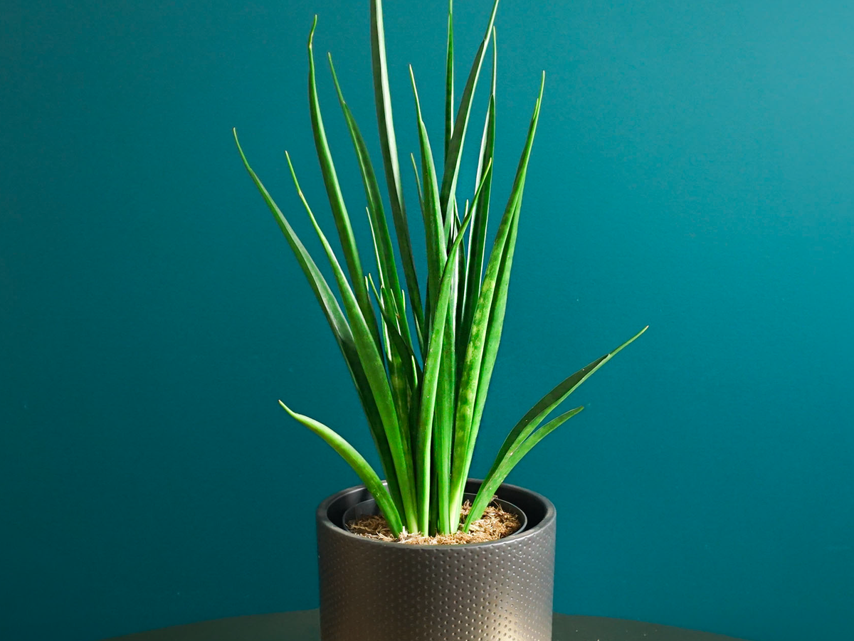 Sansevieria kirkii 'Friends' |